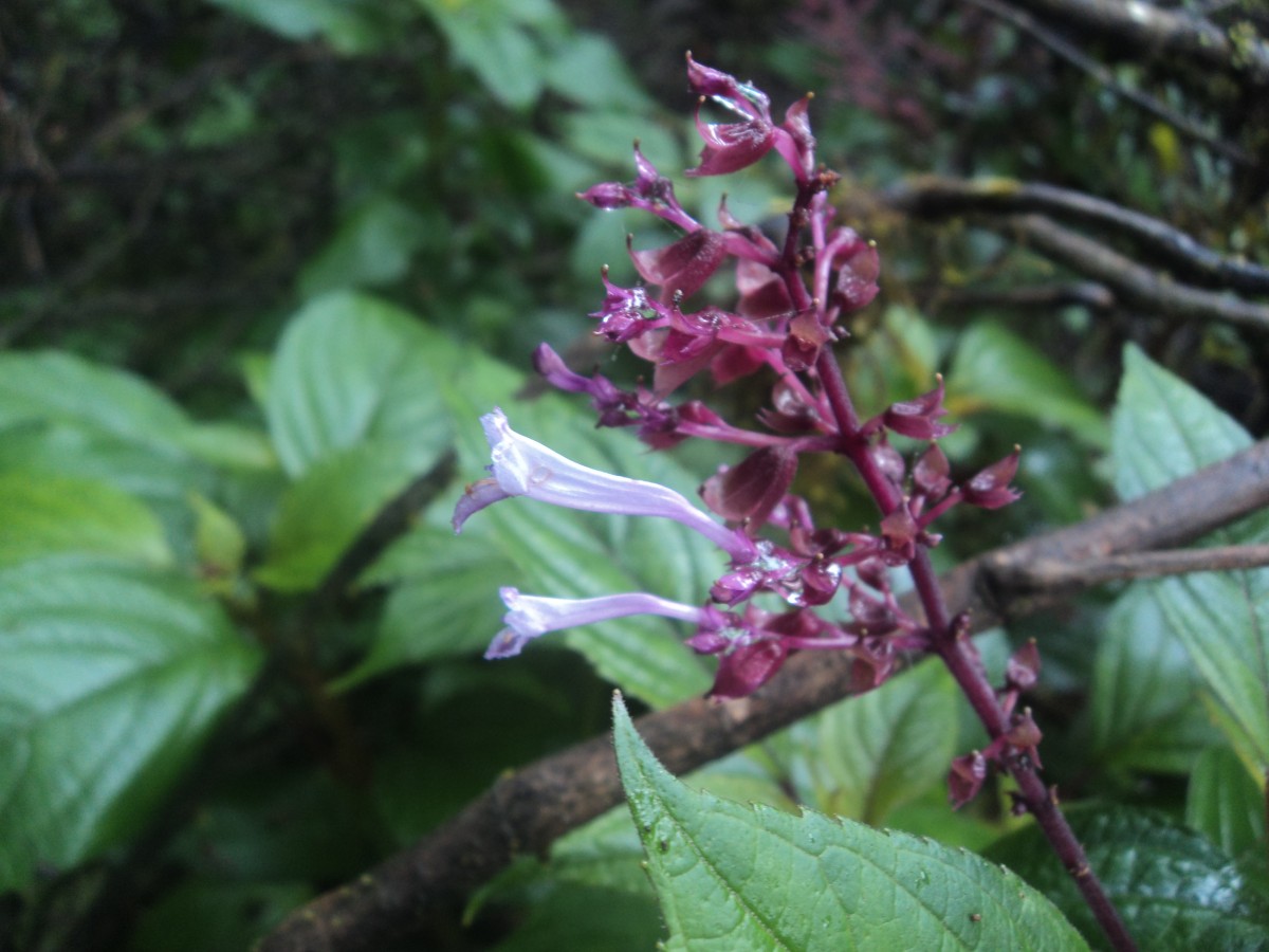 Coleus inflatus Benth.